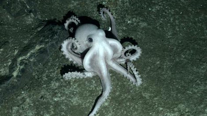 Antarctic vents octopus